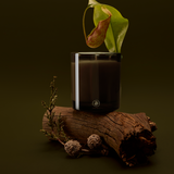 Bush Walk Candle by Black Blaze